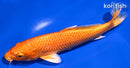 7.75" ORENJI OGON