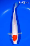 11.75" DOITSU TANCHO KOHAKU