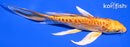 6.75" DOITSU ORENJI OGON BUTTERFLY