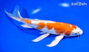 9.25" KIKUSUI BUTTERFLY