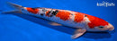 15" GINRIN TANCHO SANKE