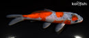 5.75" GOSHIKI