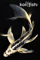 8.5" KIKOKURYU BUTTERFLY