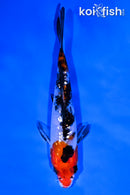 5.75" GINRIN SANKE