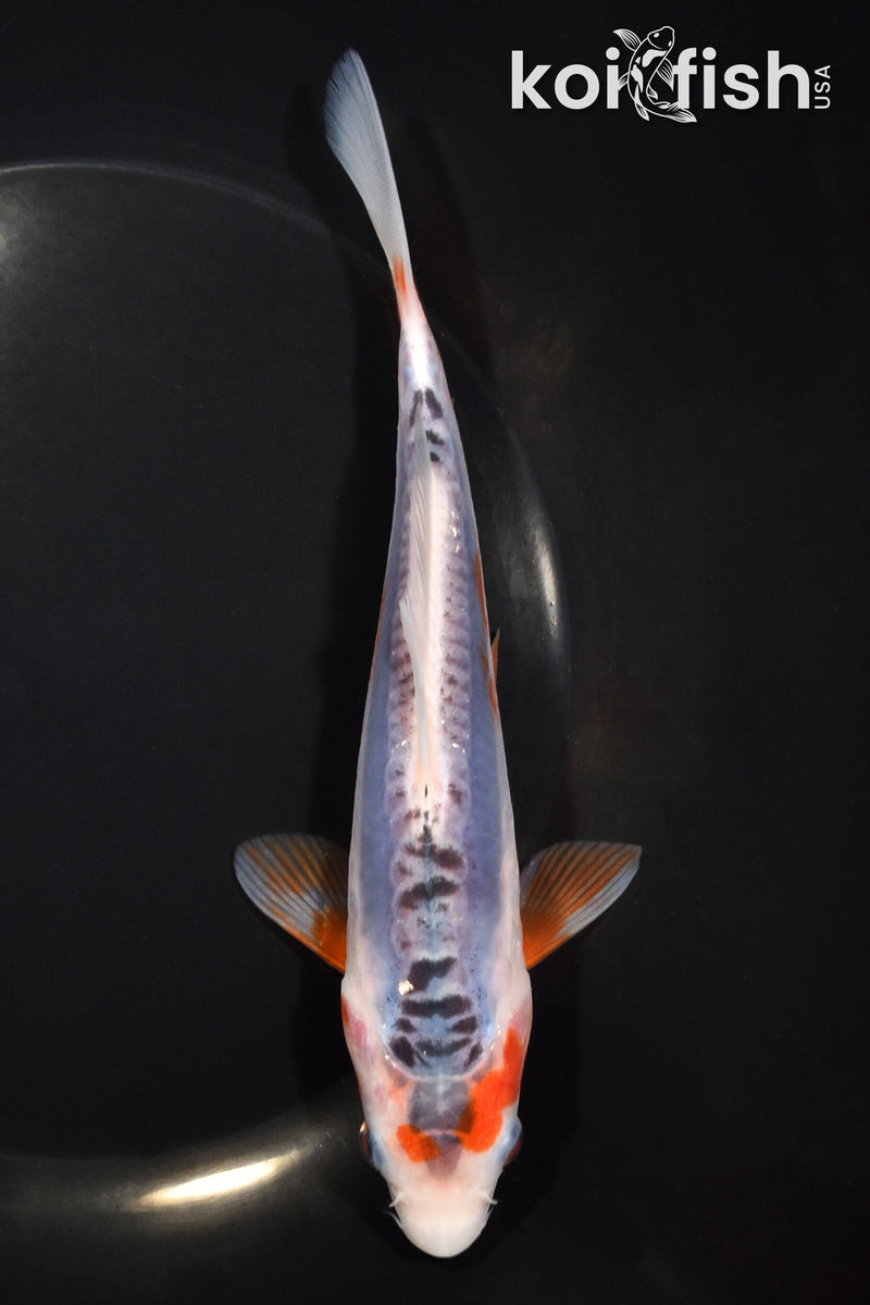 7" HI SHUSUI