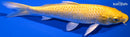8" YAMABUKI OGON