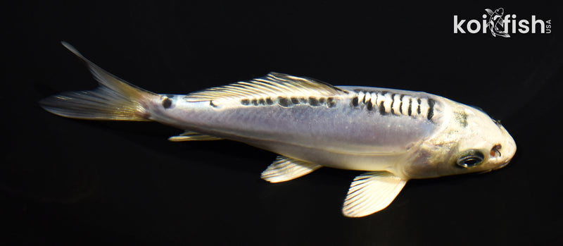 5.5" DOITSU GIN MATSUBA