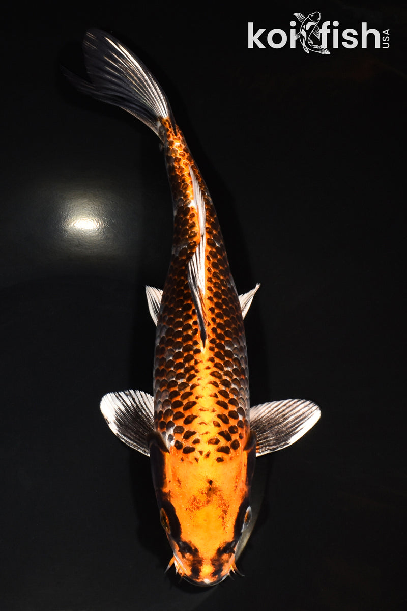 10" BENI GINGA