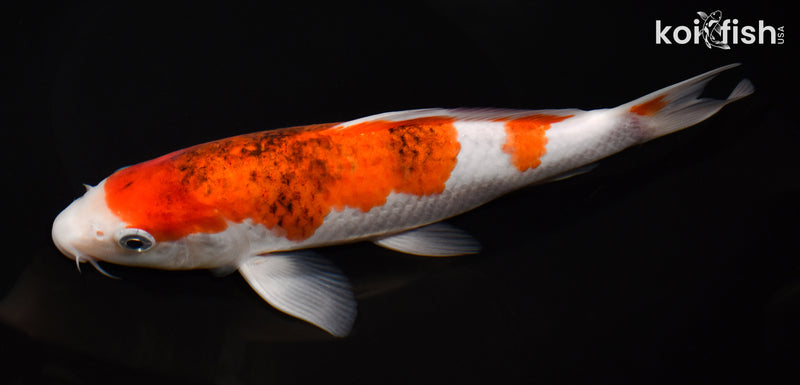 8.5" GOROMO