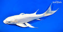 10.75" DOITSU PLATINUM OGON BUTTERFLY