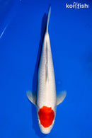 14.75" TANCHO KOHAKU