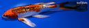 7.75" GINRIN KUJAKU BUTTERFLY