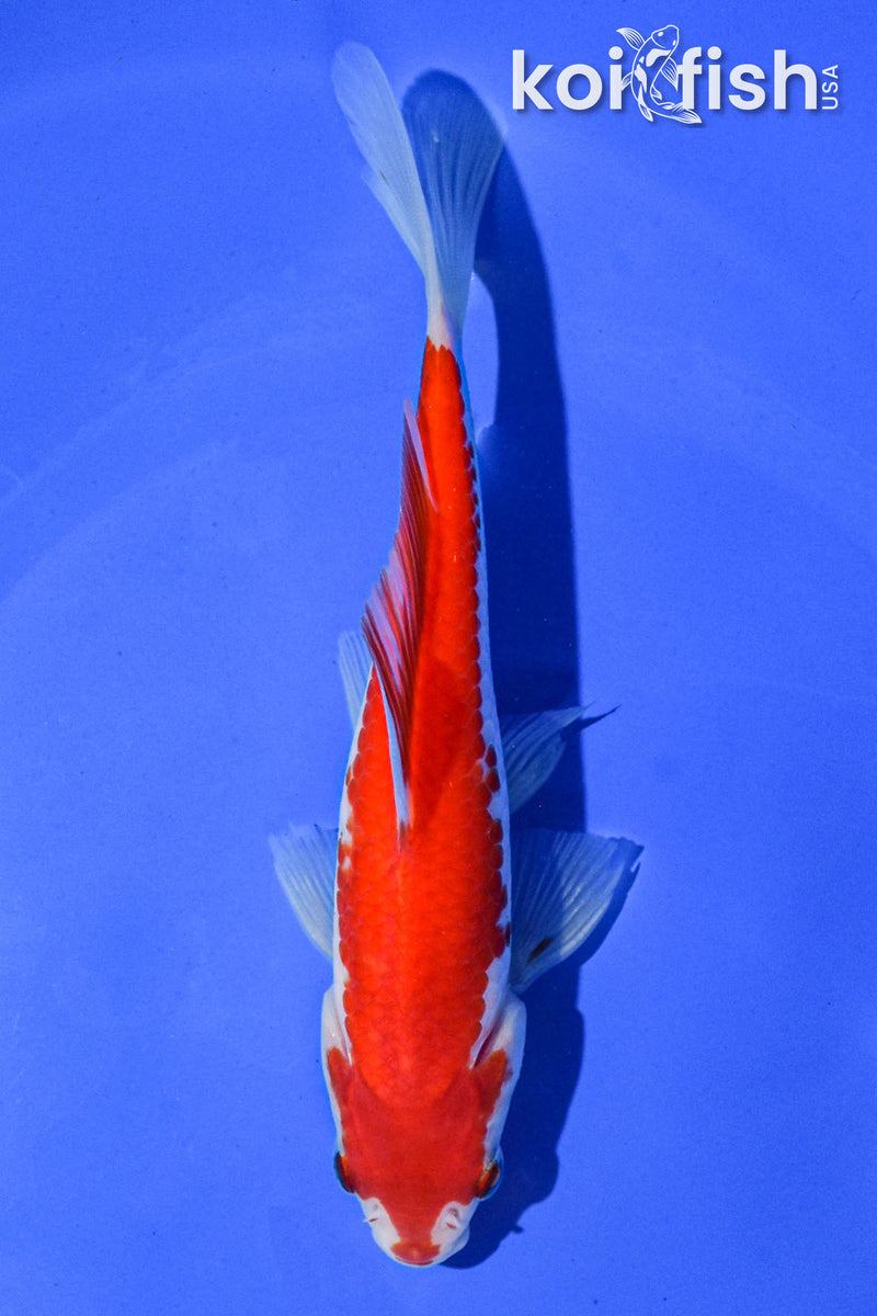 6" SARASA COMET GOLDFISH