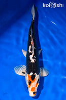 14.25" BENI KUMONRYU