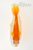 4.5" WAKIN GOLDFISH