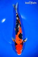 12.5" DOITSU AKA SANKE