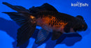 4.5" TELESCOPE FANTAIL GOLDFISH