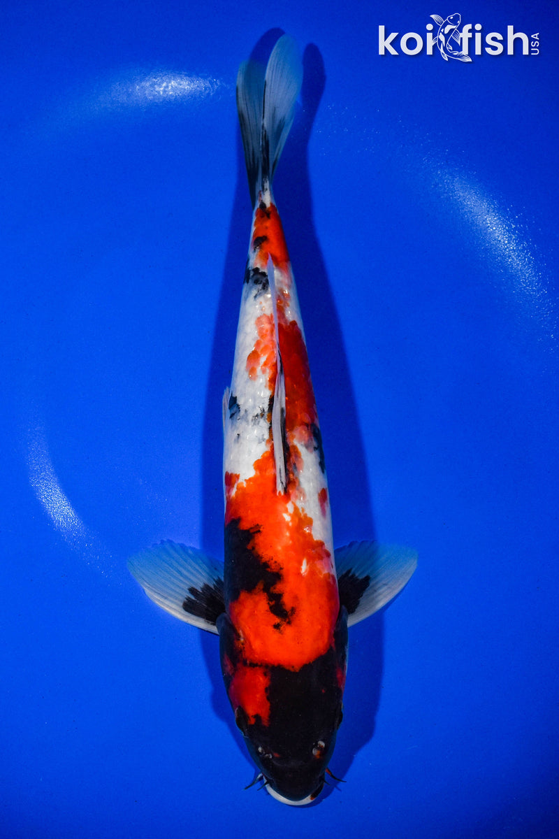 13.25" SHOWA