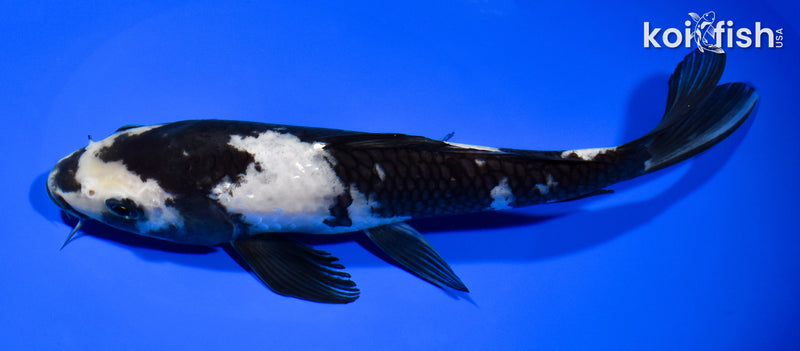 8.5" SHIRO UTSURI