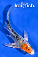 4.25" YAMATO NISHIKI BUTTERFLY