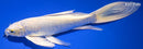 9" CREAMY OGON BUTTERFLY