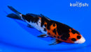 5.75" SANKE