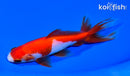 5.75" WATONAI GOLDFISH