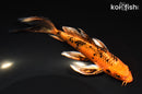 7" ORENJI BEKKO BUTTERFLY