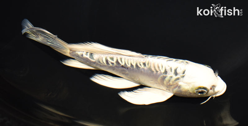 7" ARGOKKE KIKOKURYU BUTTERFLY