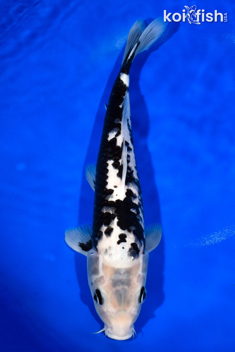 13.5" MATSUKAWABAKE