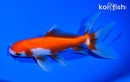 6" WATONAI GOLDFISH