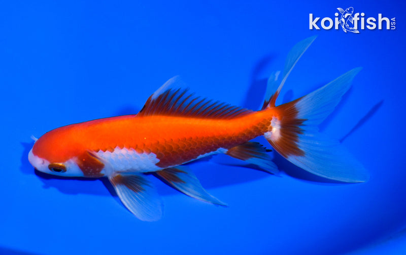 6" WATONAI GOLDFISH