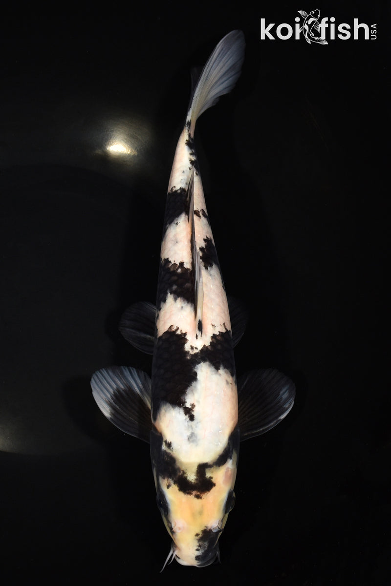 11" SHIRO UTSURI