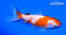 4.75" WAKIN GOLDFISH