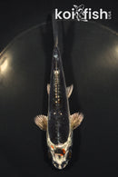 5.25" BENI KIKOKURYU