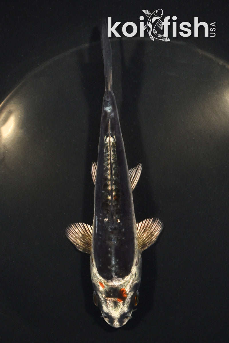 5.25" BENI KIKOKURYU