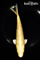 8" GINRIN YAMABUKI OGON