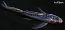 6" SHUSUI BUTTERFLY