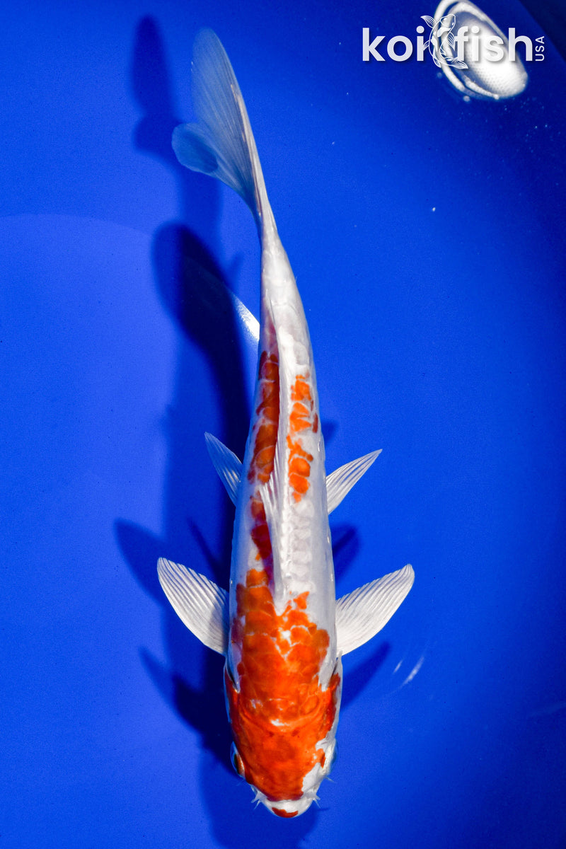 7.5" KIKUSUI