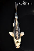 6.75" KIKOKURYU