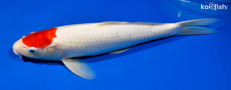 14.75" TANCHO KOHAKU