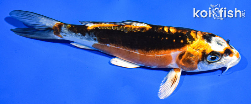 6" BENI KIKOKURYU