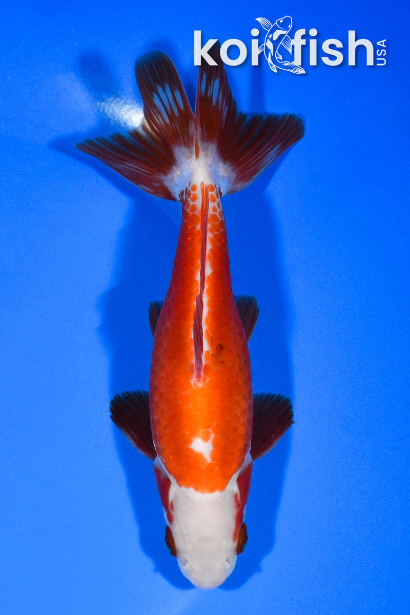 5.25" WAKIN GOLDFISH