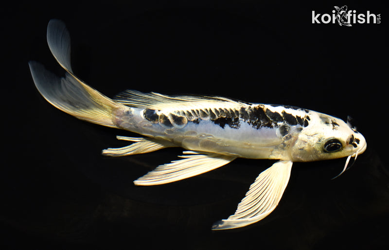 8.5" KIKOKURYU BUTTERFLY