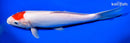 11.75" DOITSU TANCHO KOHAKU