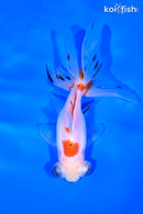 4.75" TELESCOPE FANTAIL GOLDFISH