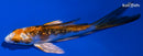 4.5" GINRIN KUJAKU BUTTERFLY