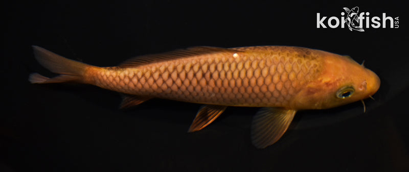 6.25" CHAGOI