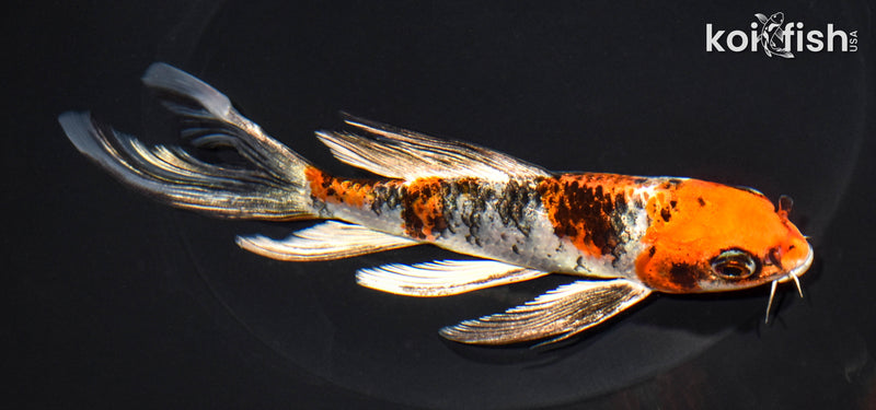 6.5" YAMATO NISHIKI BUTTERFLY