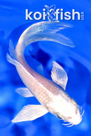 5" PLATINUM OGON BUTTERFLY